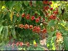 Agricultores do ES estão colhendo as variedades precoces de café conilon
