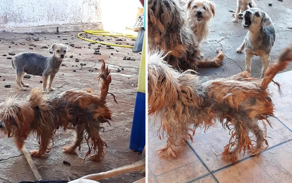 Cães são resgatados em situação de maus-tratos em Barretos (SP) — Foto: Polícia Ambiental/Divulgação