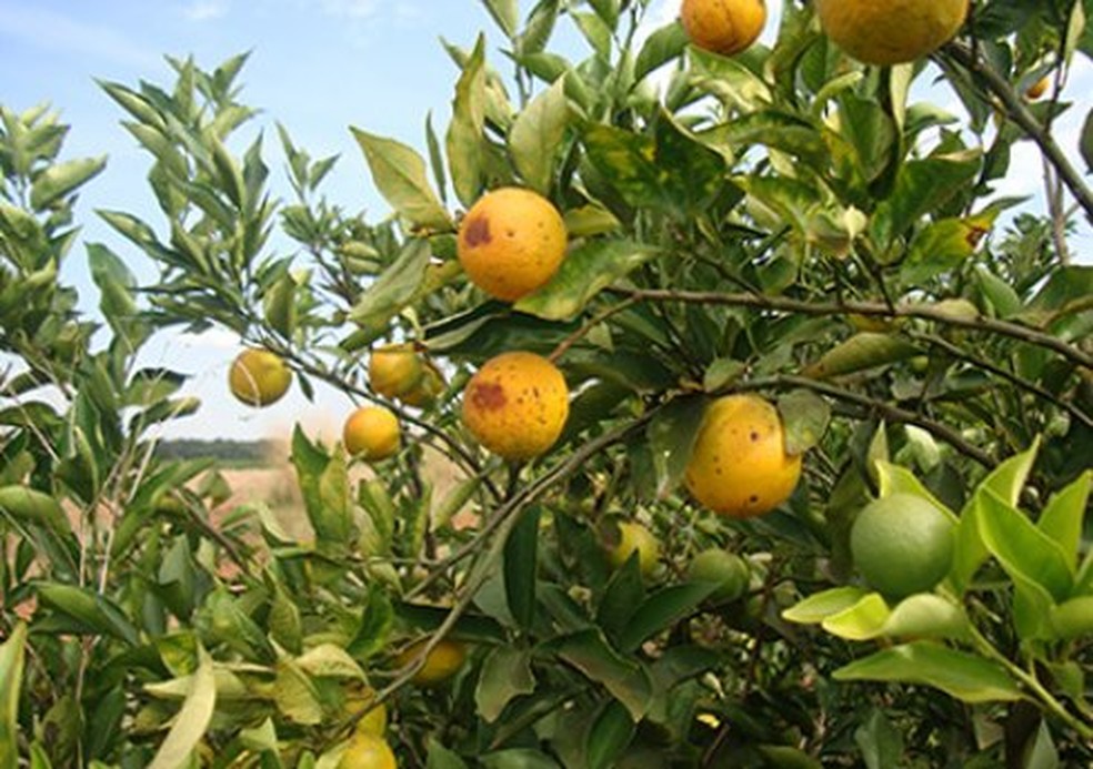 Microrganismos presentes na folha da laranja poderão ser utilizados para degradar inseticidas — Foto: Fundecitrus/Divulgação