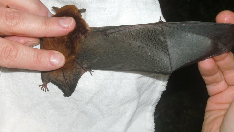 Morcegos não são cegos, apenas não têm uma visão adaptada para a escuridão noturna (Foto: Divulgação)