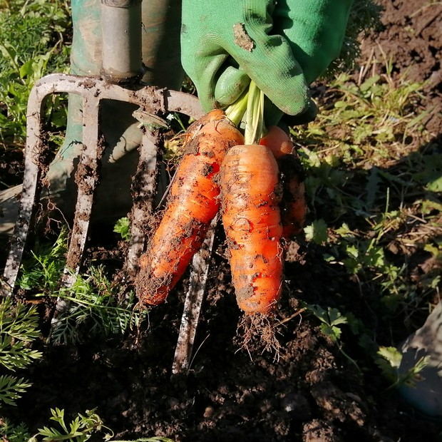 Como plantar cenoura em casa (Foto: Getty Images/EyeEm)