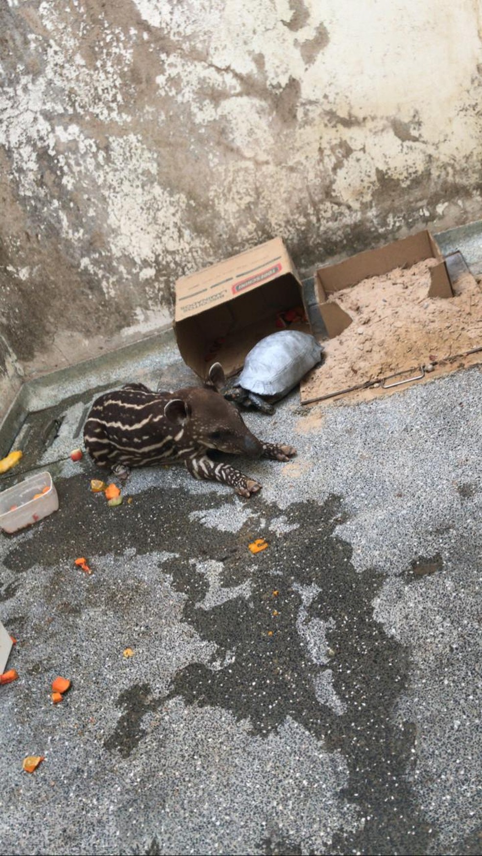 'Bebê' anta já se recupera e se alimenta sozinho em Sinop — Foto: UFMT/Sinop