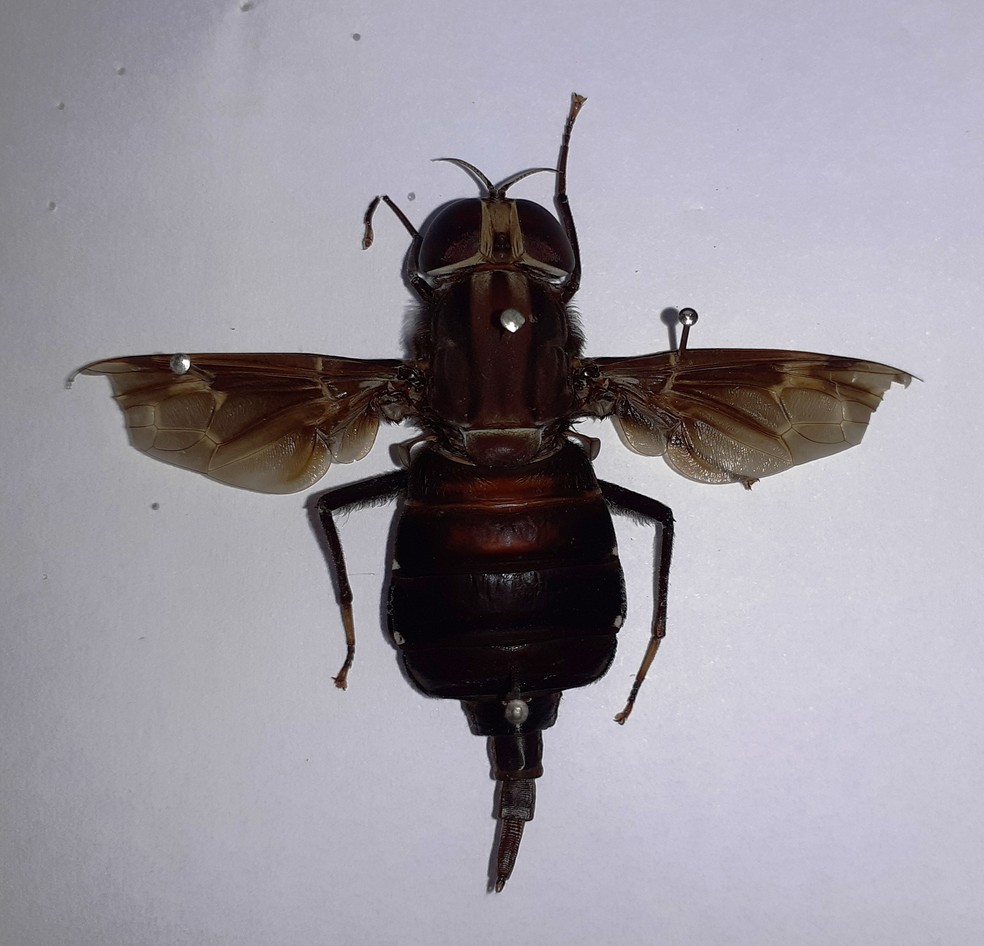 Mosca gigante encontrada no litoral paulista é rara e pouco catalogada — Foto: Divulgação/Edris Queiroz