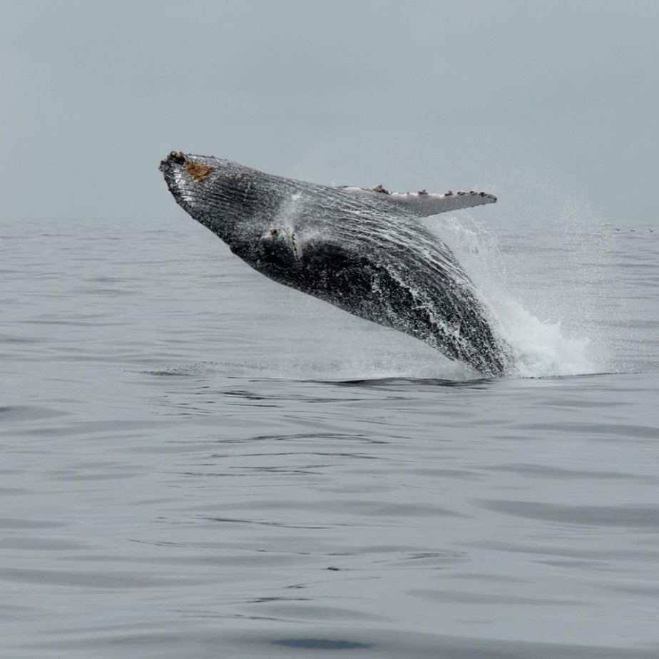 Niterói cria um programa para  observação das baleias-jubartes, veja a foto de Marco Terranova