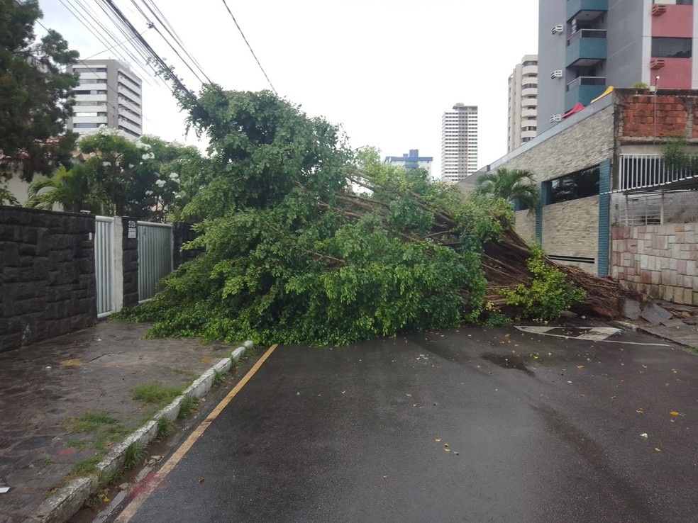 Árvore caída na Avenida São Gonçalo, no bairro de Manaíra, em João Pessoa — Foto: Volney Andrade/TV Cabo Branco