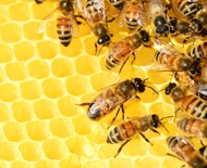 Mel é vômito de abelha? Desvendamos este mistério!