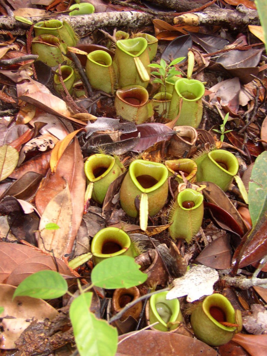 Nepenthes ampullaria (Foto: Wikicommons)
