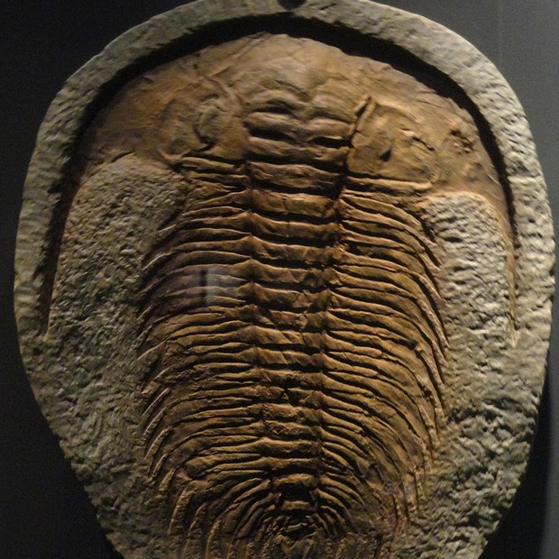 fossil de trilobita (Foto: Juan Carlos Fonseca Mata, CC BY-SA 4.0 <https://creativecommons.org/licenses/by-sa/4.0>, via Wikimedia Commons)