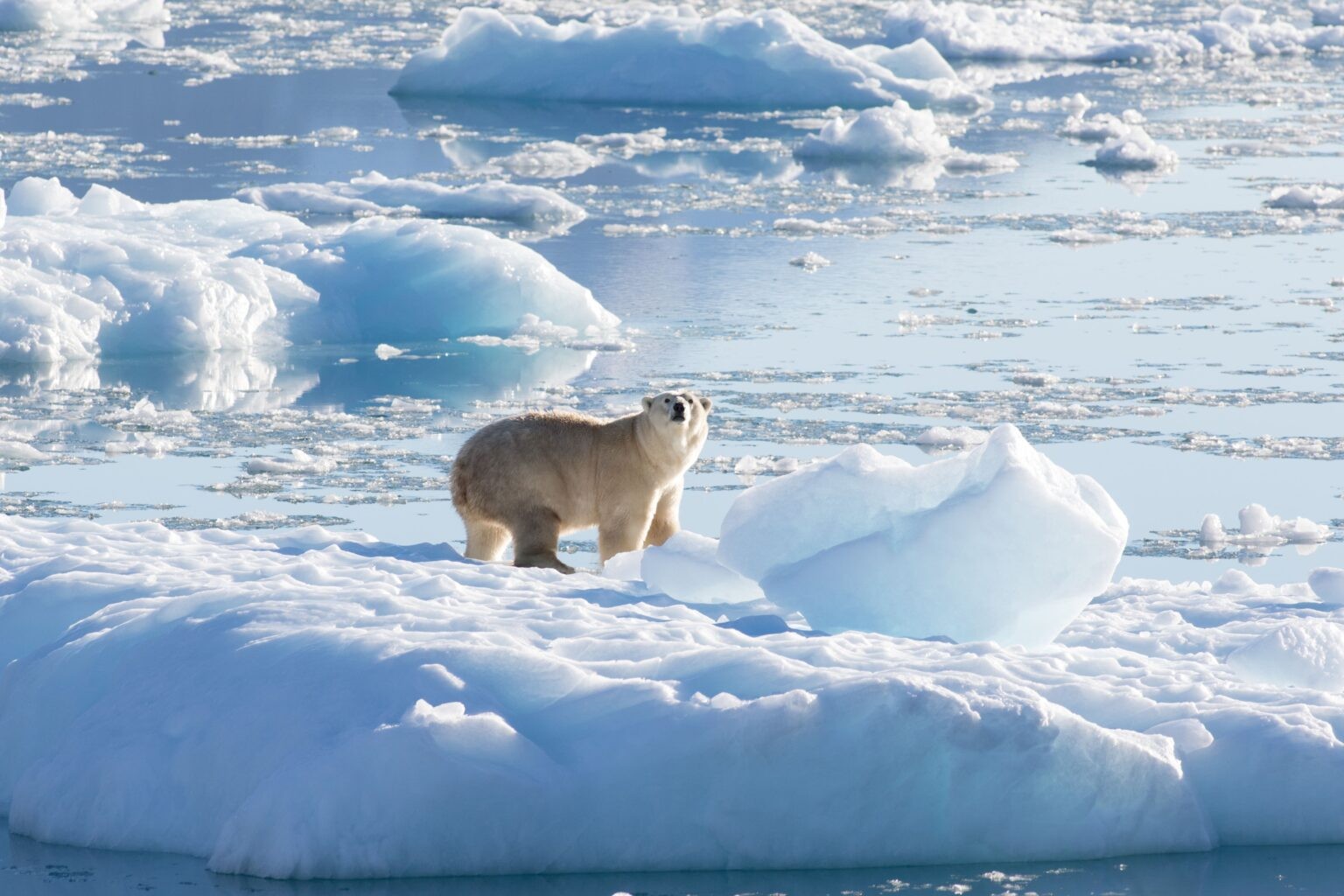 Urso polar do sudeste da Groenlândia em geleira em setembro de 2016 (Foto: Thomas W. Johansen/NASA Oceans Melting Greenland)