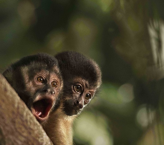 Amazônia; macacos (Foto: Araquém Alcântara)
