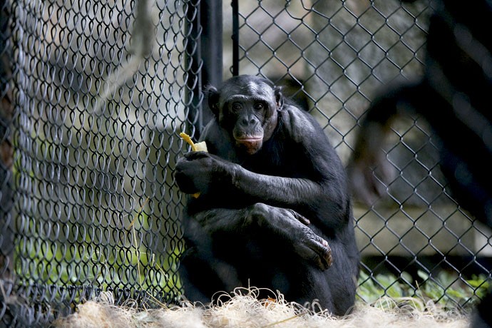 BRIAN | O bonobo recebeu doses diárias dos remédios Paxil e Valium e contou com a ajuda de um psiquiatra para se recuperar dos abusos sexuais infligidos pelo pai (Foto: Kristyna Wentz-Graff)