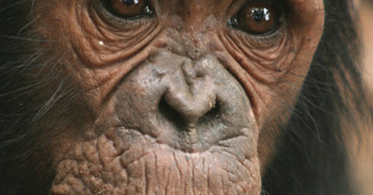 Quem é mais inteligente: uma criança ou um chimpanzé? - BBC News