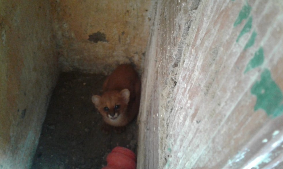 Felino estava escondido na cozinha de uma residência em São Benedito. — Foto: Francisco das Chagas/Arquivo Pessoal