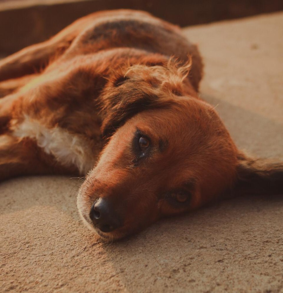 Os cães e gatos da ONG foram vítimas de abandono ou maus-tratos — Foto: Arquivo pessoal/ONG Amigo Animal