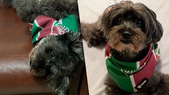 Conheça Pretinha tricolor, cadela torcedora do Fluminense que comemora gols do clube