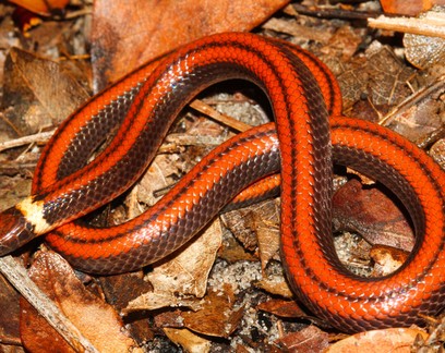 Nova espécie de cobra é descoberta no Paraguai e está ameaçada de extinção
