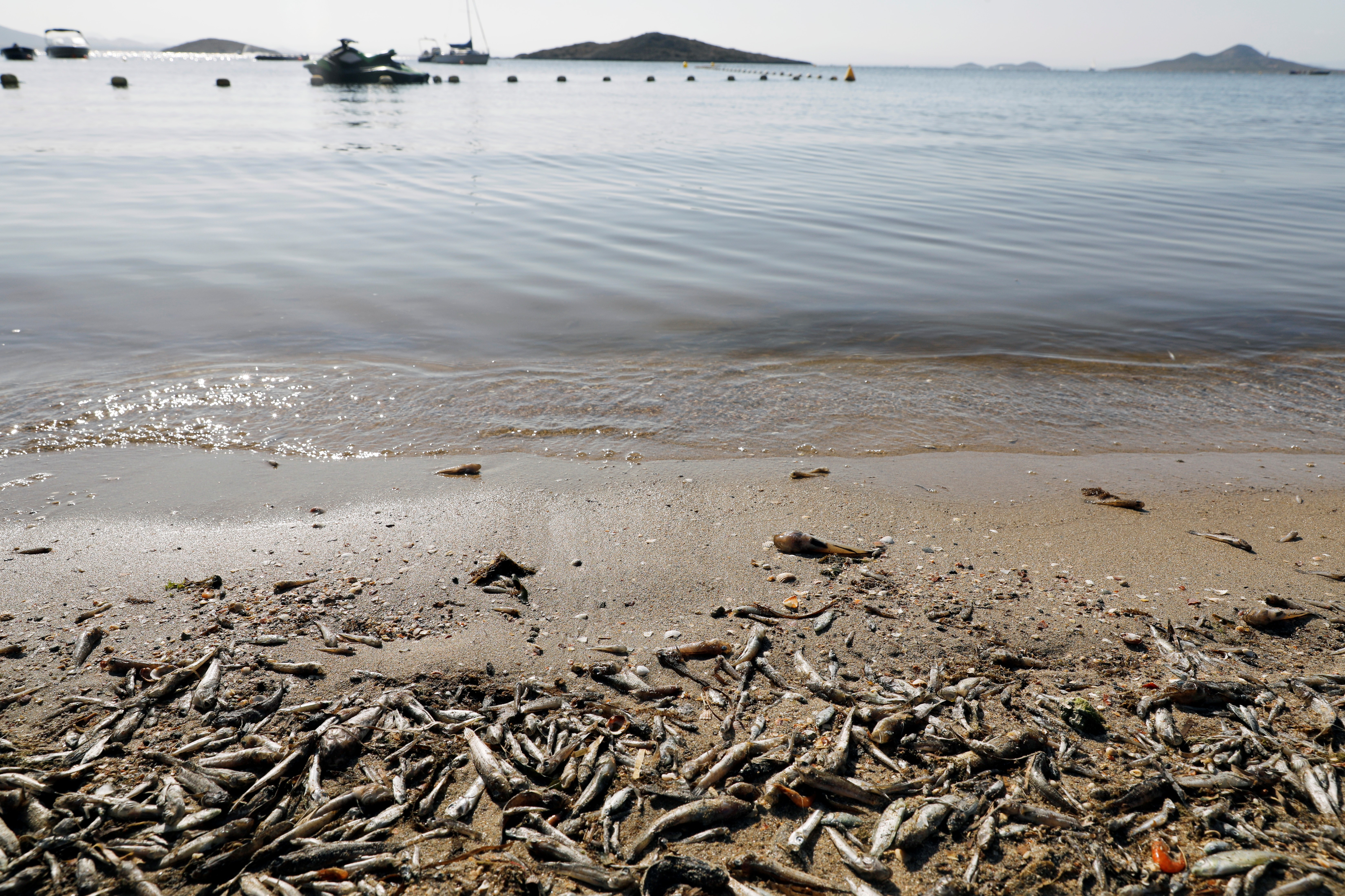 Morte de milhões de peixes por falta de oxigênio comove Espanha thumbnail