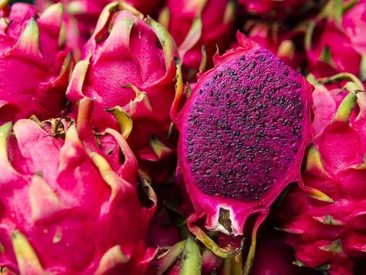 Como plantar pitaya em casa | Paisagismo | Casa Vogue