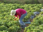 Agricultores de SP se esforçam para adaptação ao rodízio de água