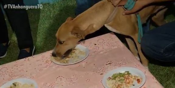 Promessa feita há quase 80 anos fez família criar tradição de festa religiosa onde cachorros são homenageados