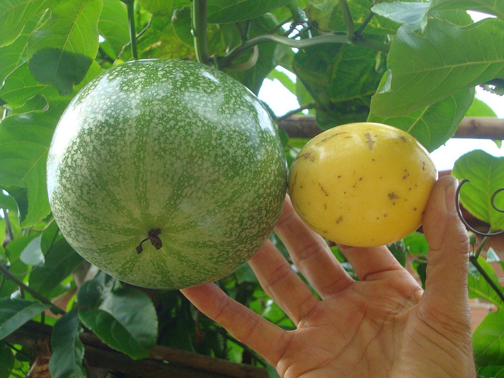 Senar abre inscrições para curso técnico em fruticultura (Foto: Divulgação/Prefeitura de São Francisco de Itabapoana)