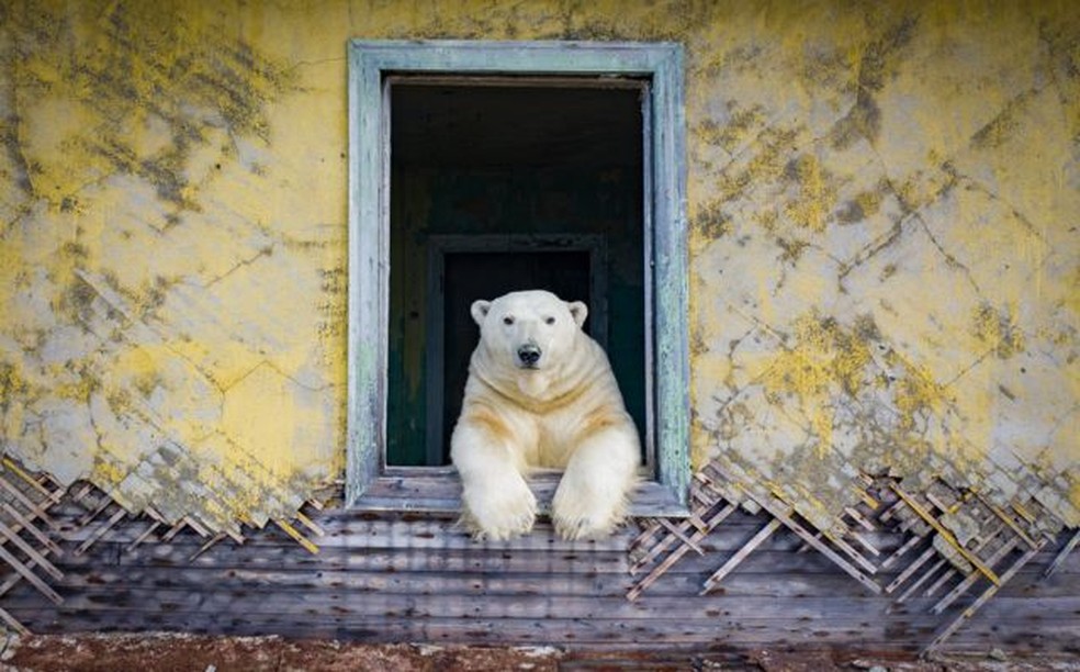 'Polar Frame', de Dmitry Kokh, Rússia  — Foto: DMITRY KOKH/BBC