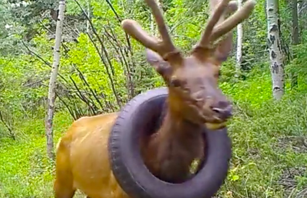 Vídeo usado por pesquisadores para controle da vida animal no Colorado mostrou o animal com o pneu preso no pescoço — Foto: Reprodução/CPW