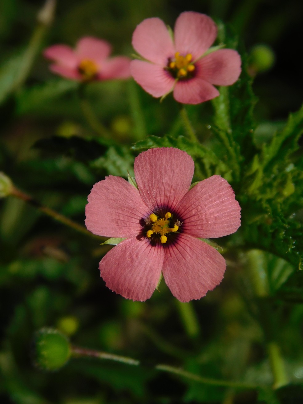 Processo de catalogação de espécies contou com a participação de 979 cientistas — Foto: Plantas Pequenas do Cerrado