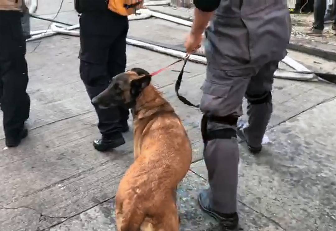 Vasty, cão farejador dos Bombeiros, é usado na tentativa de encontrar vítimas