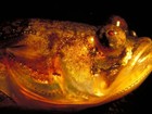 Cientistas desvendam o misterioso zumbido dos 'peixes cantores'