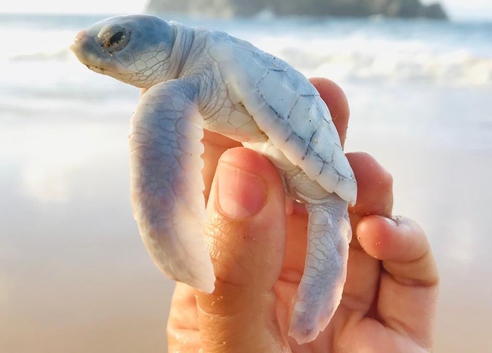 Filhote raro foi encontrado na Praia do Leão — Foto: Fundação Projeto Tamar/Divulgação