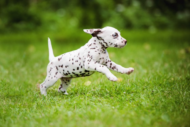dalmatian puppy (Foto: Getty Images/iStockphoto)