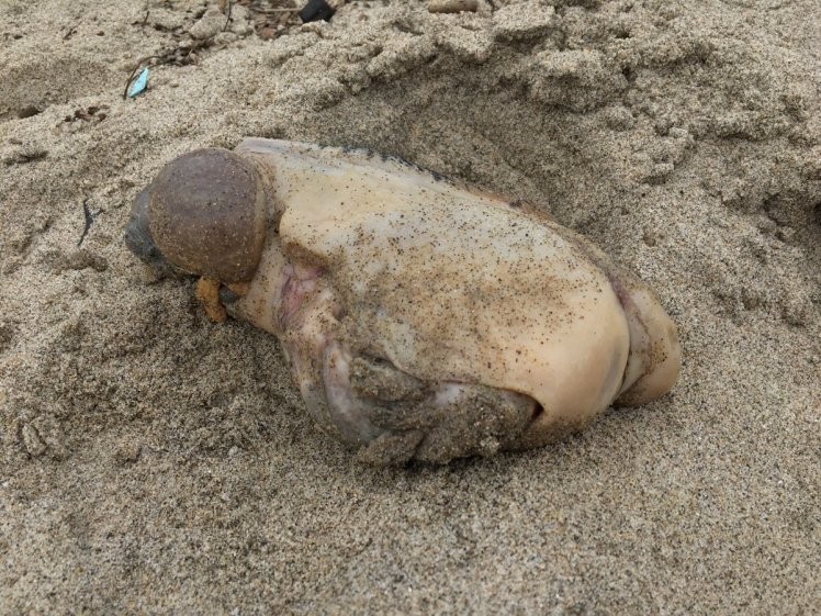 Criatura estranha achada em praia californiana
