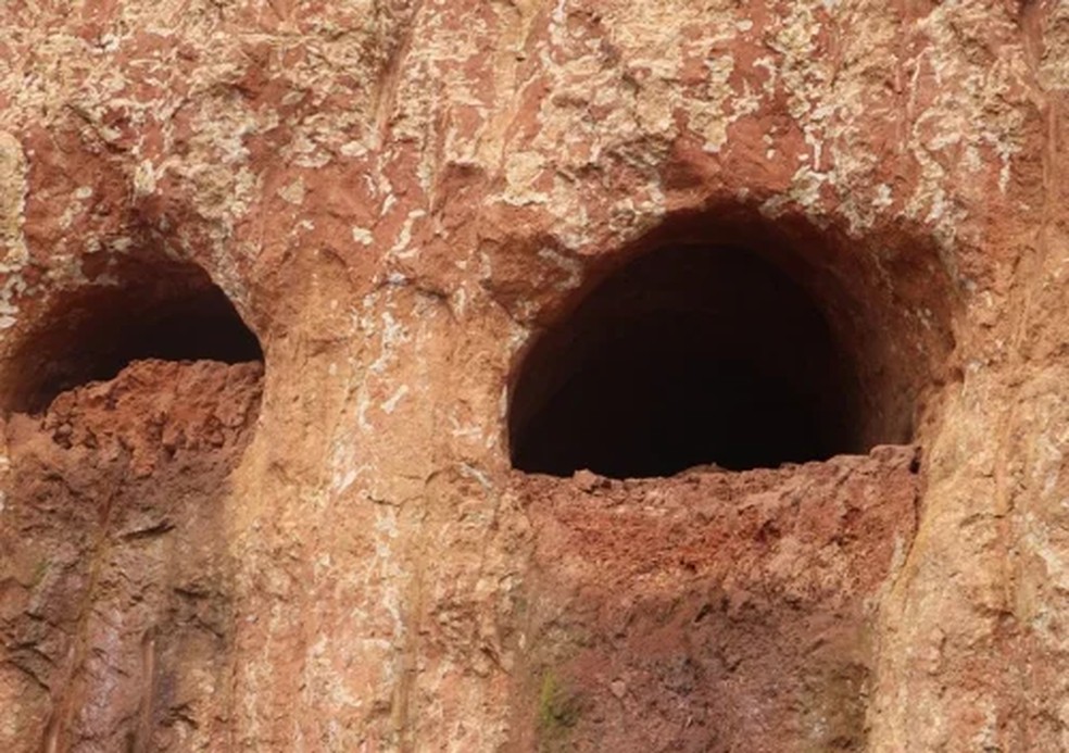 Paleotoca descoberta em Estância Velha, no Rio Grande do Sul — Foto: Divulgação/Prefeitura de Estância Velha 