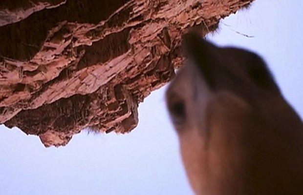 Entre as imagens, a ave de rapina registrou um autorretrato  (Foto: Kimberley Land Council/AP)