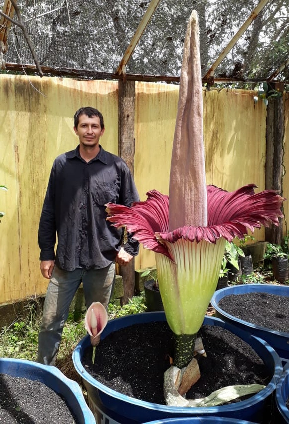 Flor gigante abre após 10 anos no interior de São Paulo | Terra da Gente |  G1
