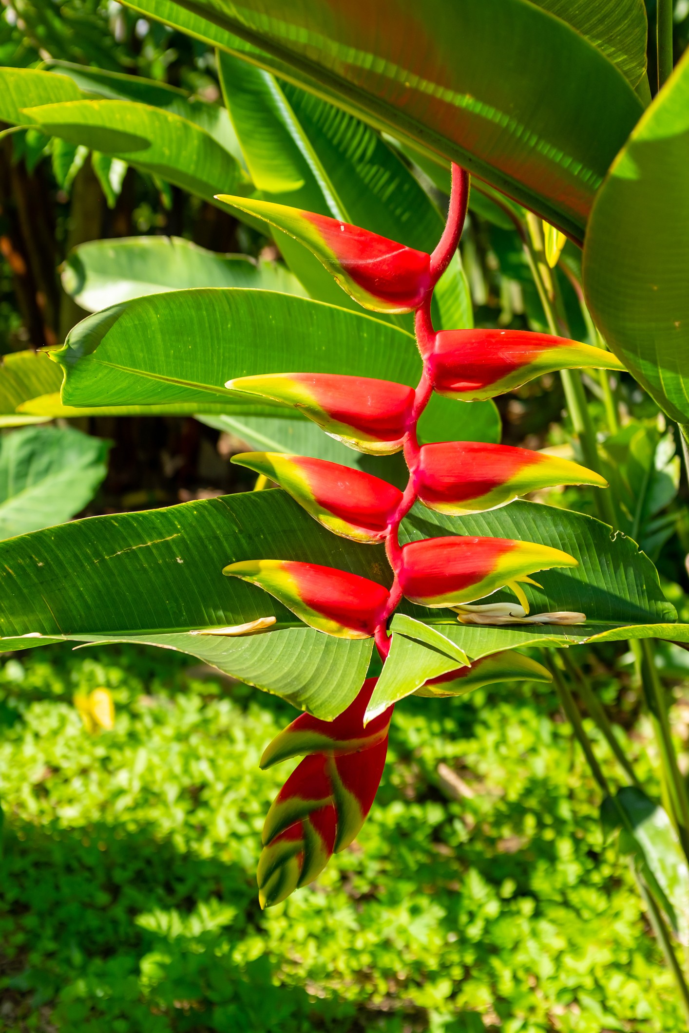 Flores tropicais: 9 espécies de corte que você precisa conhecer - Casa  Vogue | Paisagismo