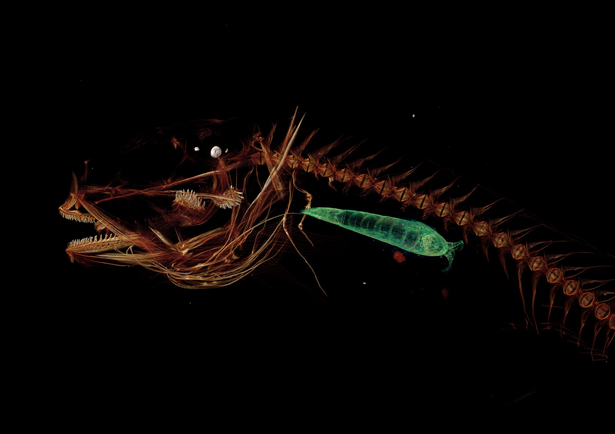 Escaneamento 3D do peixe Mariana (Foto: Universidade de Washington)