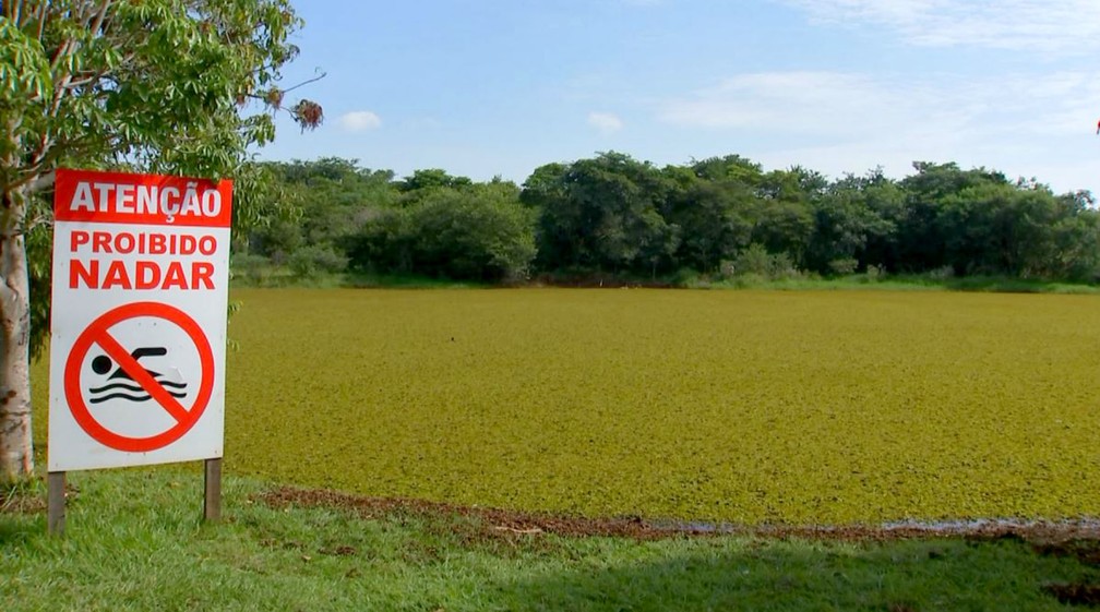 Gramado De Plantas Aquaticas Cobre Lago E Ameaca Peixes No