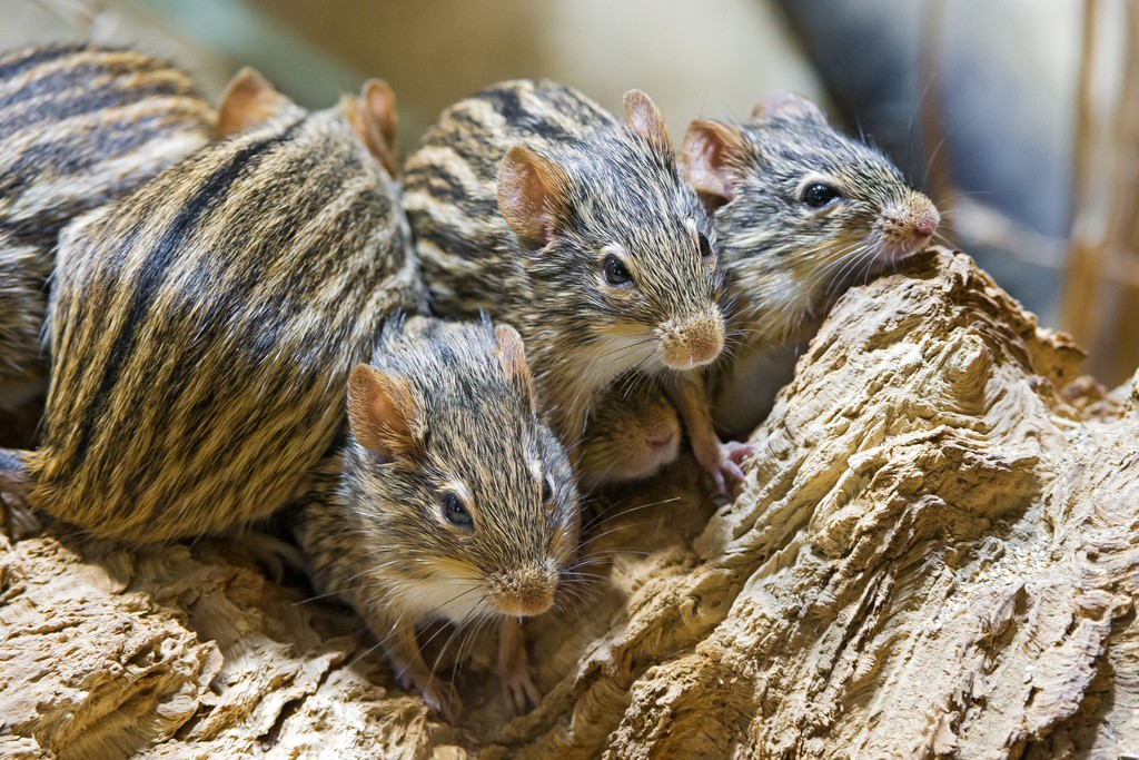 Os ratos sem TRPV1 viveram cerca de 14% a mais (Foto: Tambako The Jaguar/Flickr/Creative Commons)