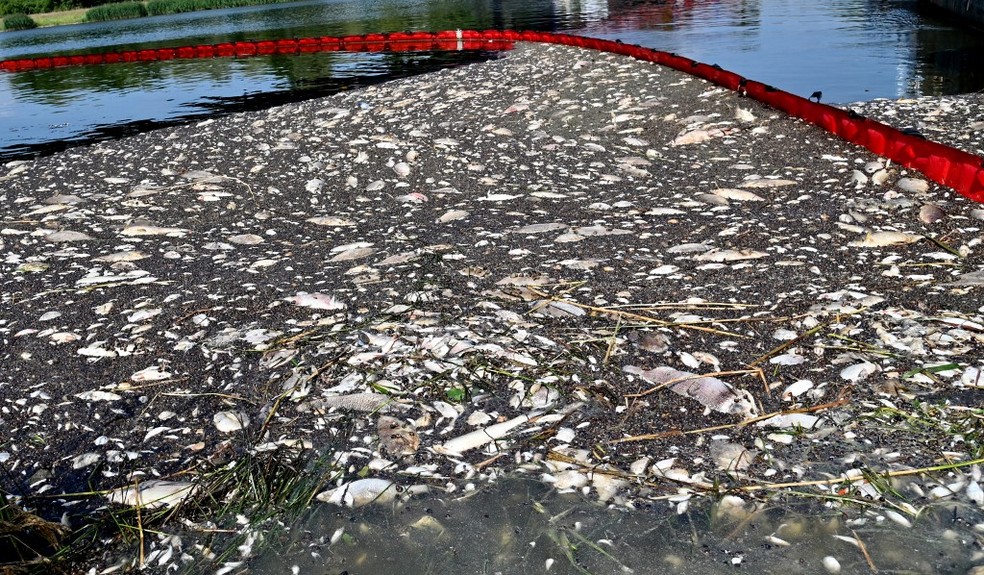 Toneladas de peixes mortos são retirados do rio Oder na divisa entre Polônia e Alemanha — Foto: Marcin BIELECKI / AFP