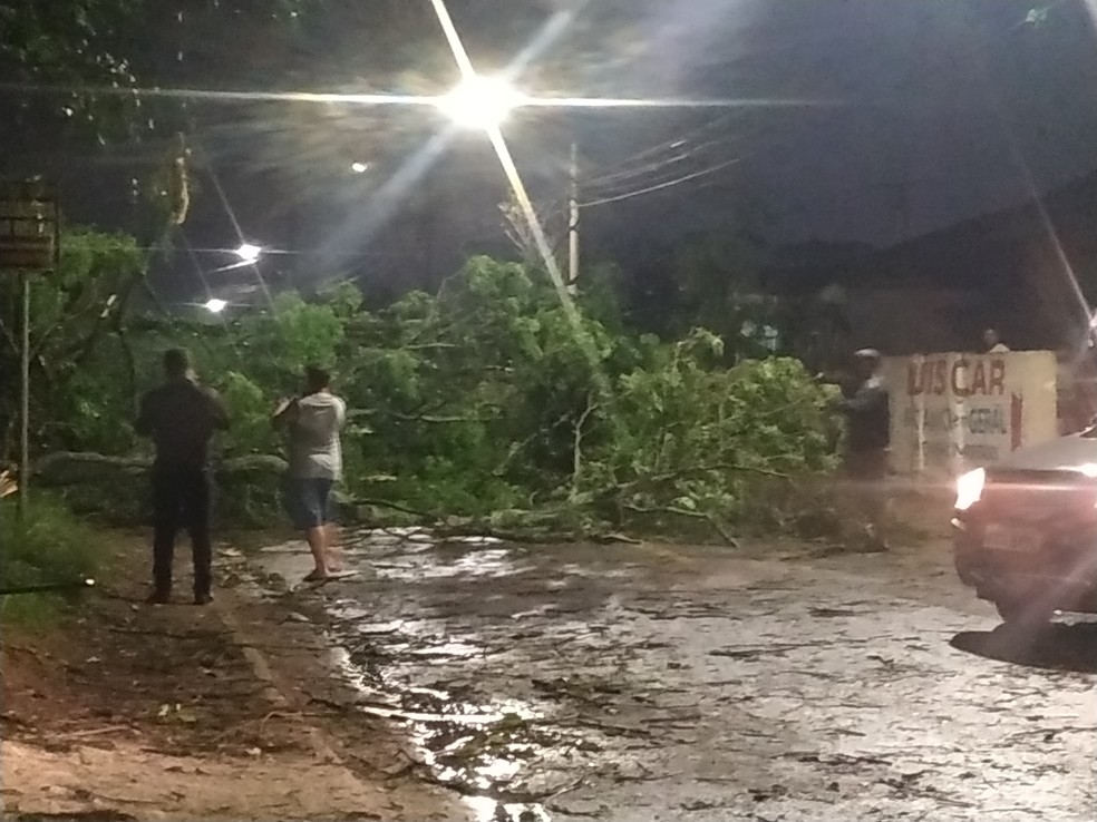 Árvore caiu no bairro Atuba, em Curitiba — Foto: Evelise Toporoski/Você na RPC