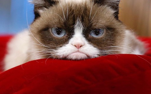 Morre 'Grumpy Cat', a gata celebridade da internet, protagonista