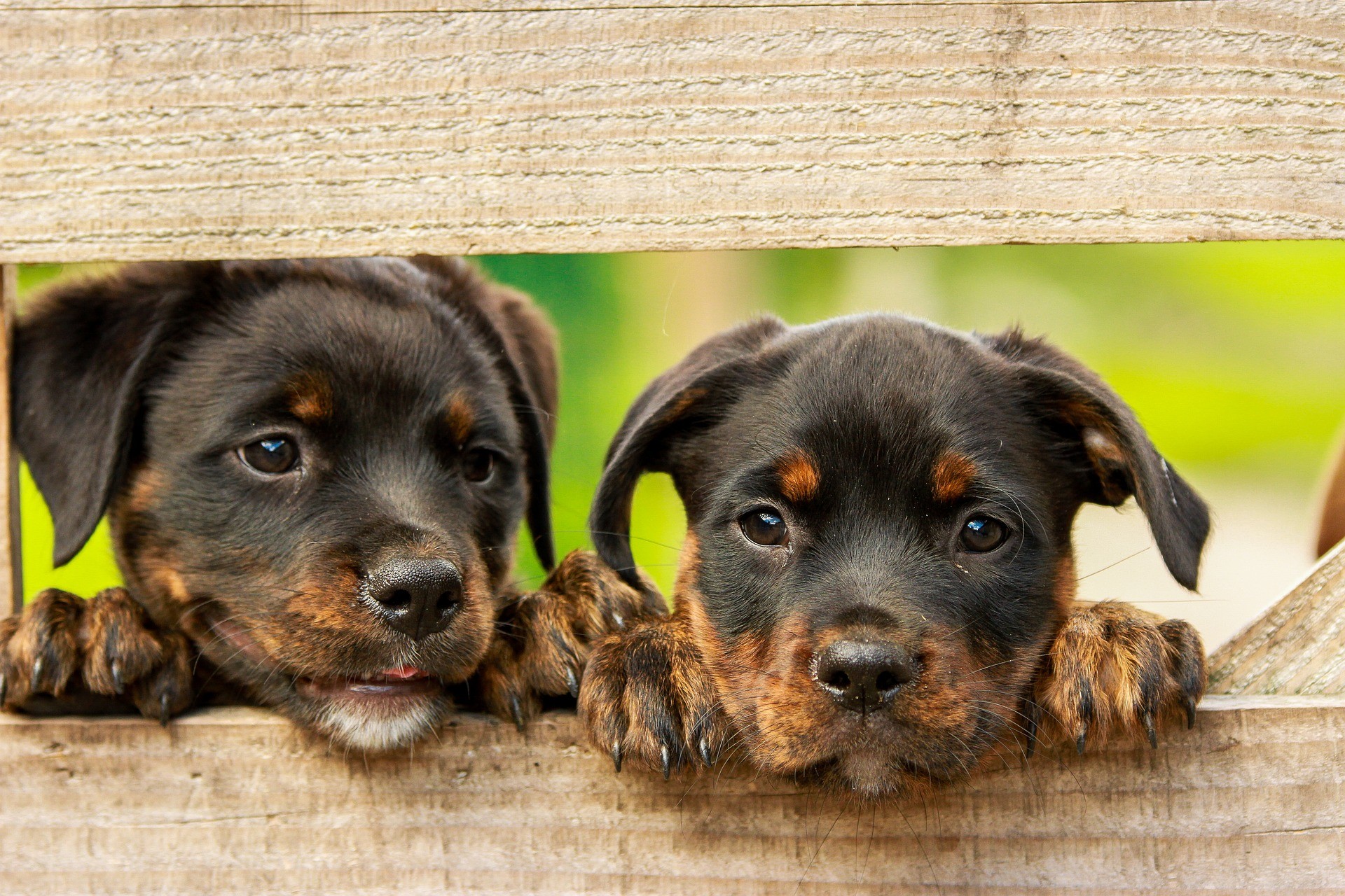 Cachorros: estas são as raças caninas mais inteligentes que existem -  Revista Galileu