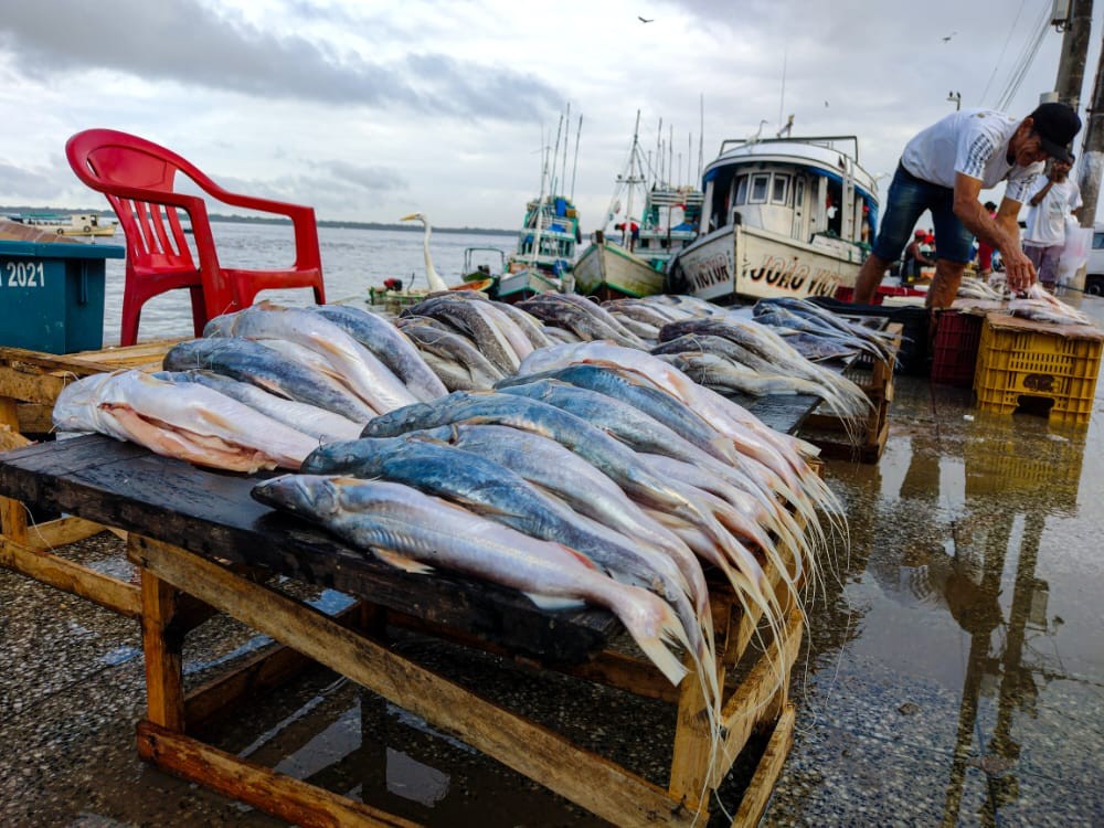 Preço do pescado comercializado em Belém tem reajuste acima da inflação
