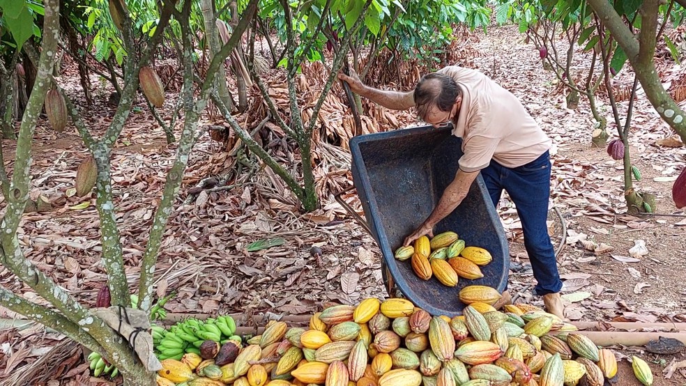 Deoclides trabalhando em sua propriedade de cacau em Rondônia — Foto: Mikely Azevedo/Rede Amazônica