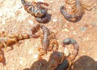 Moradores relatam invasão de escorpiões (Verônica Tavares/Vc no G1)