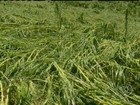 Tempestade de granizo causa perdas em lavouras de milho e café em MG

