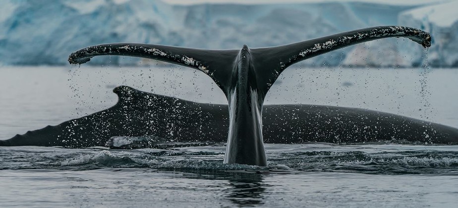 Baleias jubarte se alimentam em uma baía na Antártida