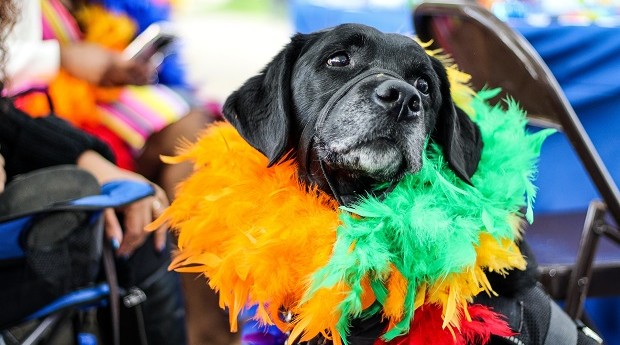 Cachorro no carnaval (Foto: Foto de Rosemary Ketchum no Pexels)